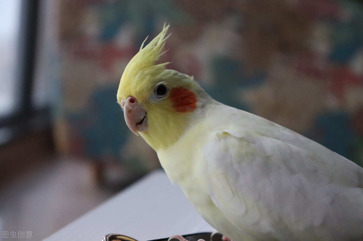 鹦鹉孵化期间拉稀是什么原因,养鹦鹉随处大便怎么办