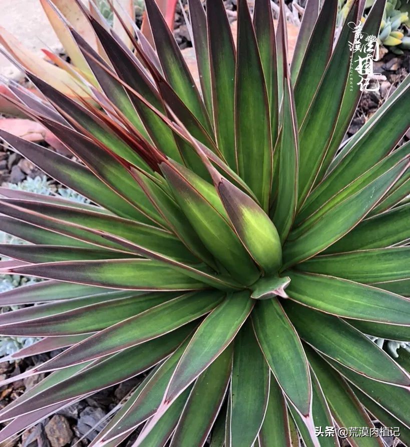 极品龙舌兰,精品龙舌兰欣赏