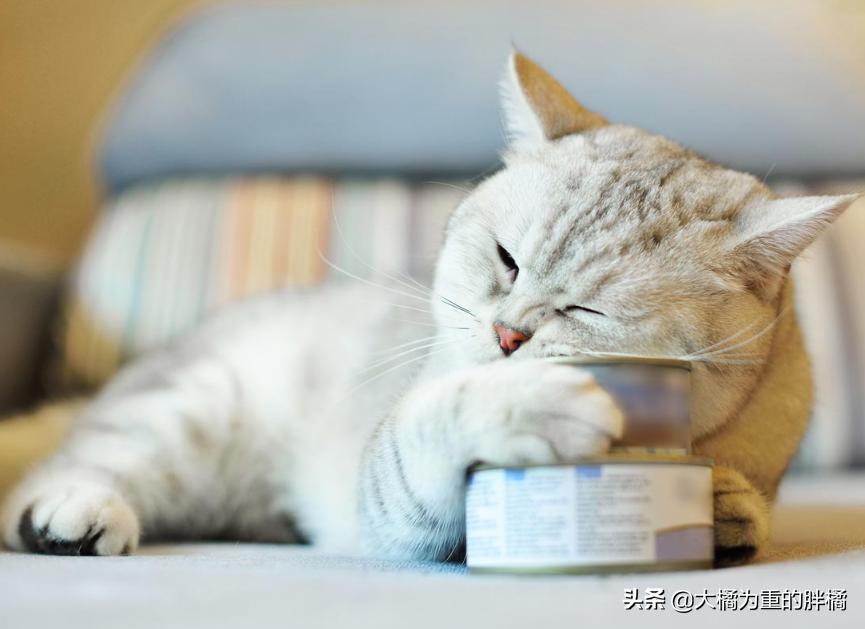 猫不吃新猫粮？原来受这些原因影响，别忙着丢，用这3个办法试试