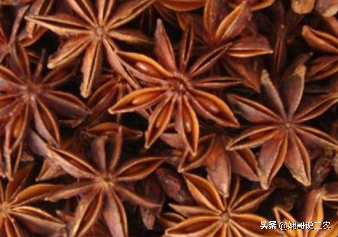 八角幼苗如何施肥,怎么种植八角成活率才高