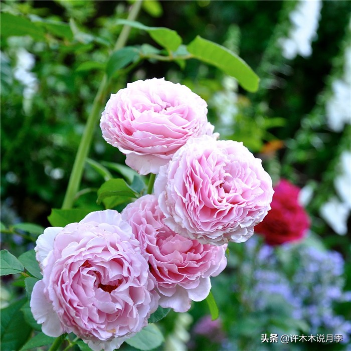 网购月季应该怎么种植?月季移栽后出现黄叶、枯萎是什么原因呢?