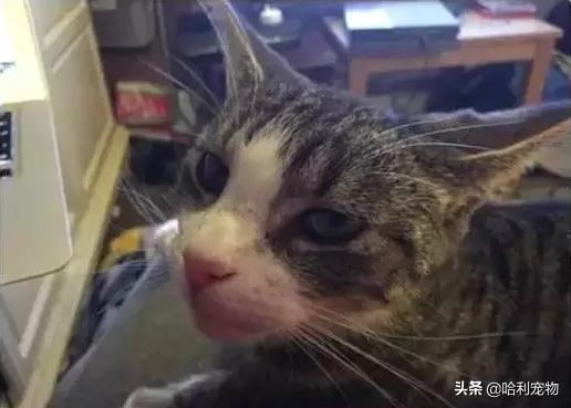 铲屎官的真相,铲屎官养了四只一模一样的猫