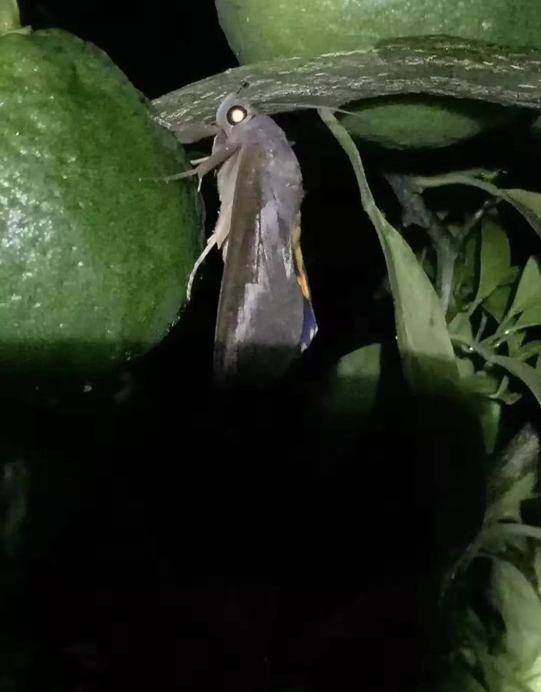 柑橘未熟老是掉果子是怎么回事,柑橘严重落果用什么药防治