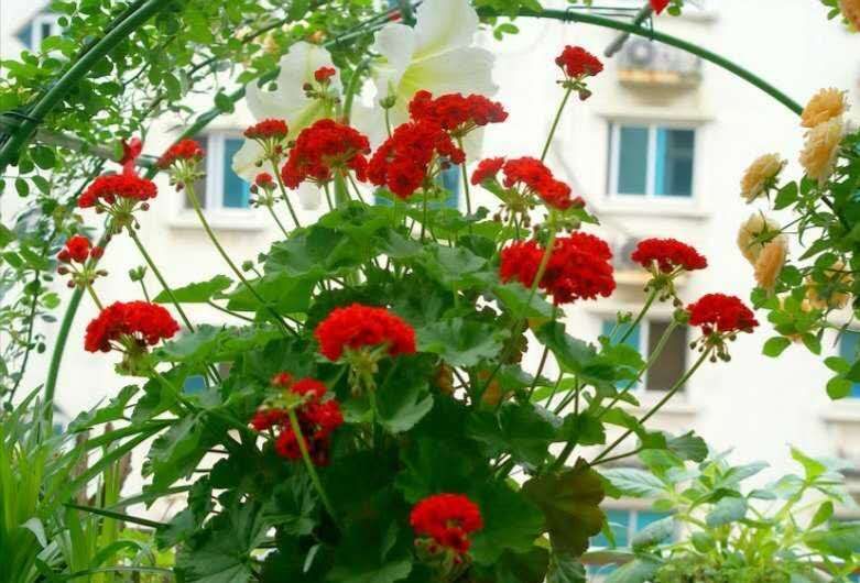 13种有毒的盆栽花卉有哪些,十种有毒的花卉有哪些