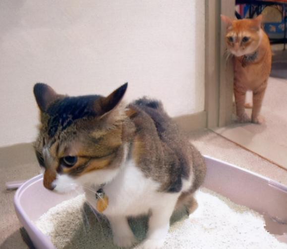 猫咪拉臭臭是什么原因,猫咪拉的臭臭是怎么处理的