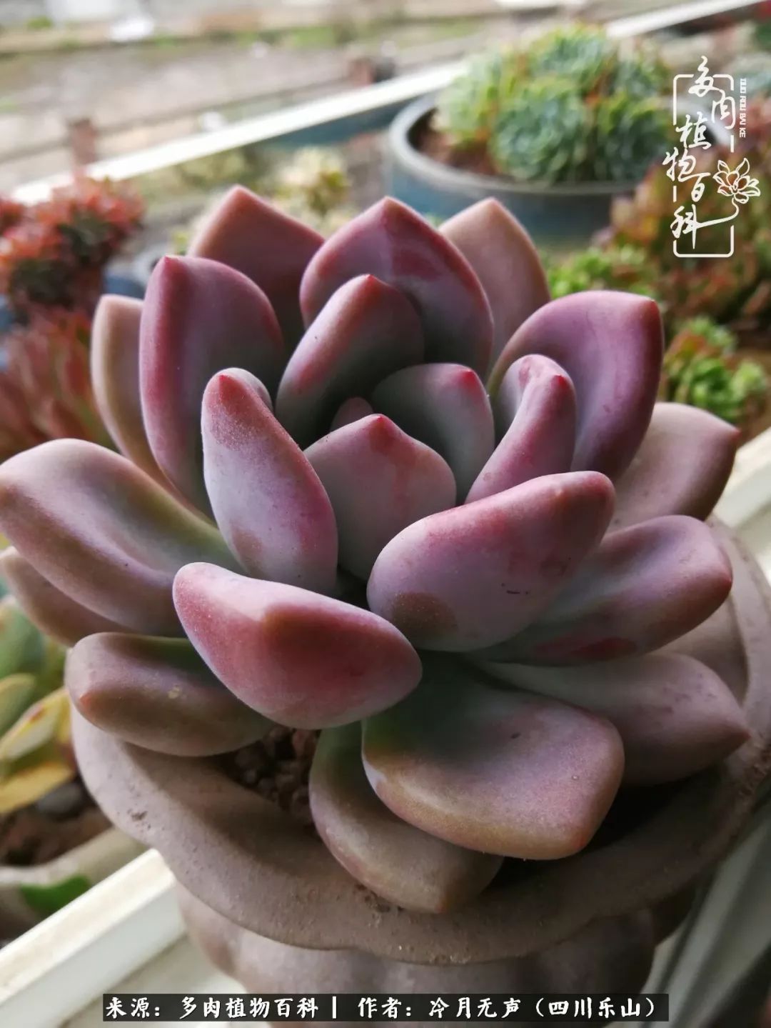 时光见证多肉故事,关于多肉的故事