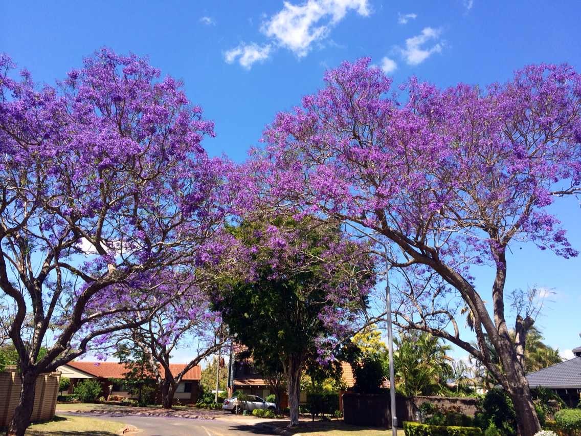 国外澳大利亚生活日常,海外生活澳洲