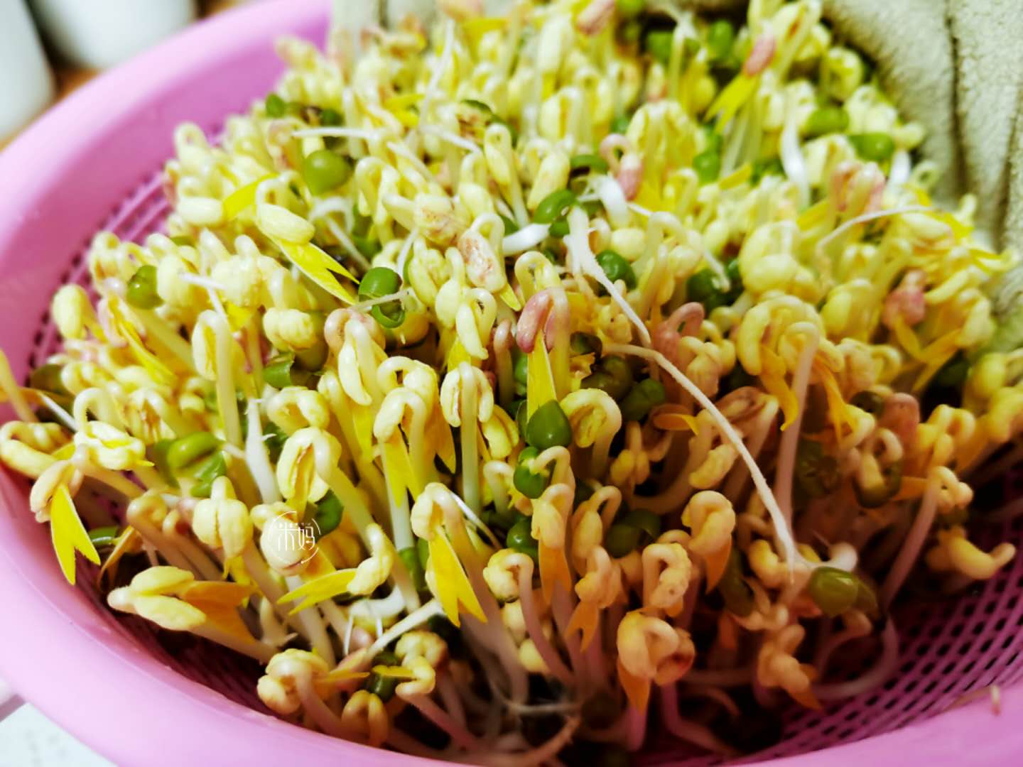 发豆芽原始的简单方法,发豆芽的方法简单又好