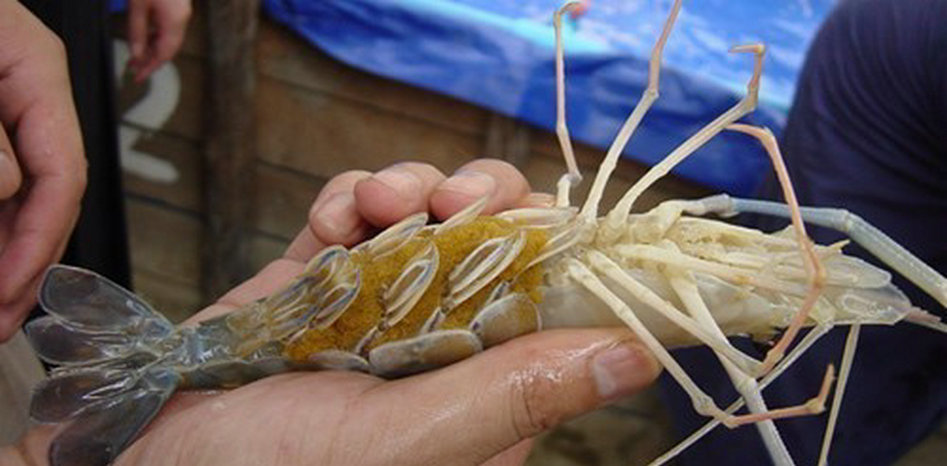 澶ц櫨鍏ヤ镜鐝犳睙,宸ㄨ櫨鍏ヤ镜鏈変汉鎷呭績娉涙互鎴愮伨