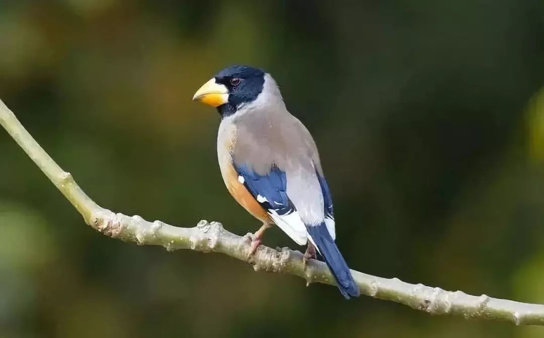 常见鸟类黑尾蜡嘴雀,蜡嘴鸟雏鸟几个月后会鸣叫
