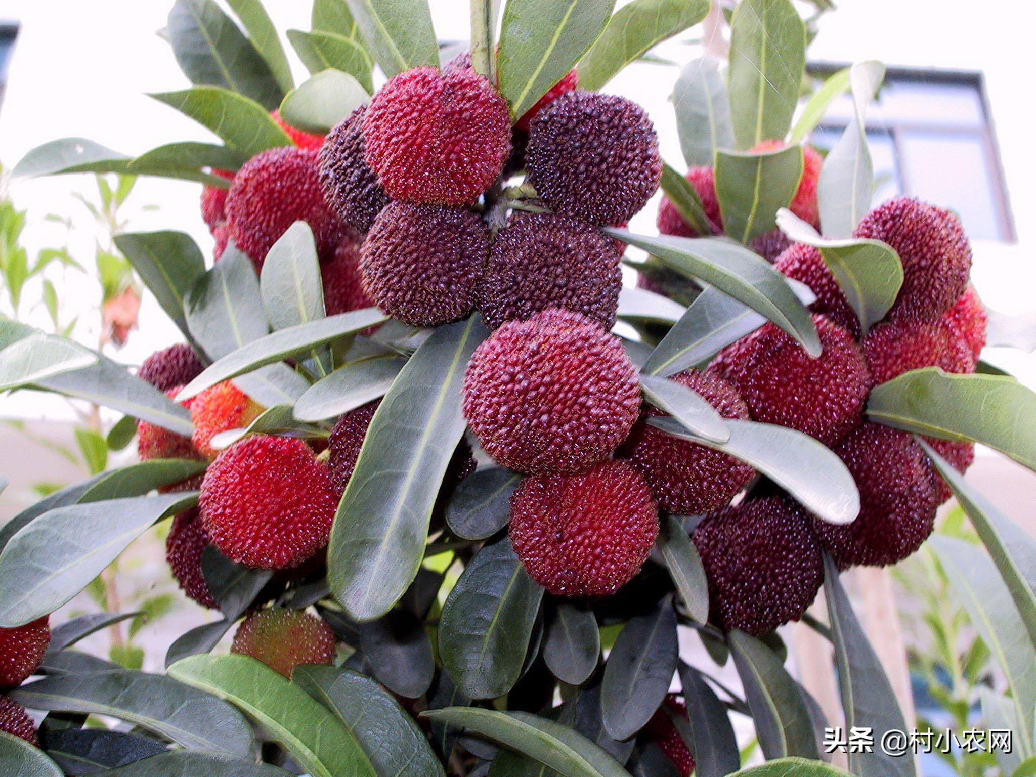 杨梅酸甜可口,但把杨梅汁弄到衣服上怎么办?这6种方法你用过吗?