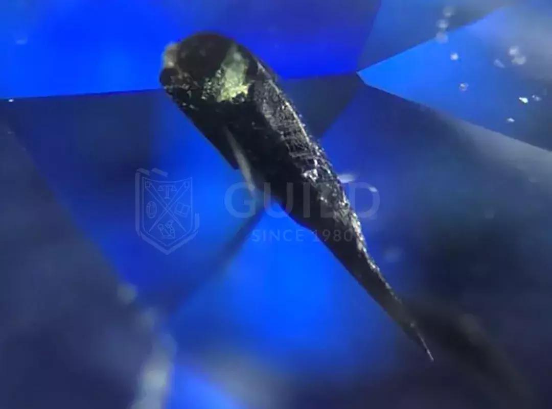 皇家蓝宝石和矢车菊,矢车菊和皇家蓝哪个值得买