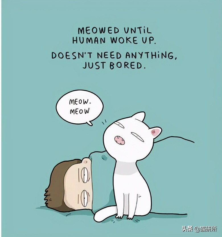 猫咪总是打扰主人吃饭怎么办,猫咪总是打扰我睡觉怎么办