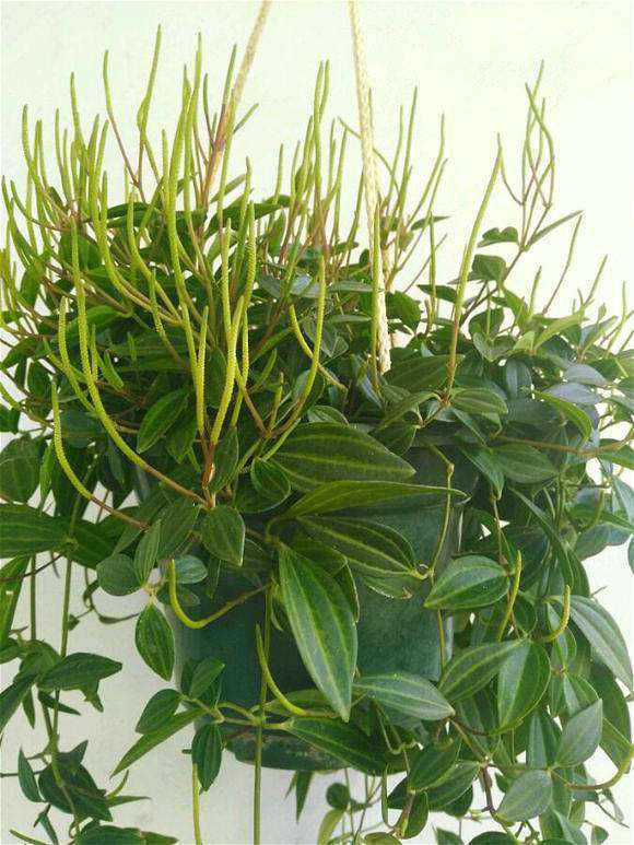 10种常见的吊兰品种图片,最名贵的吊兰品种及其养护方法