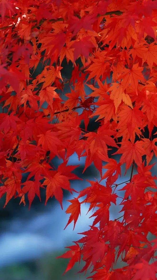 红叶诗词100首,32首唯美红叶诗词静赏绚烂秋日