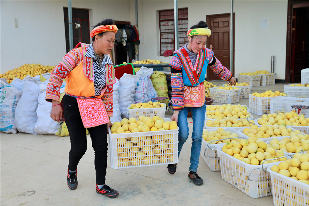 罗平柠檬基地,云南罗平柠檬种植基地