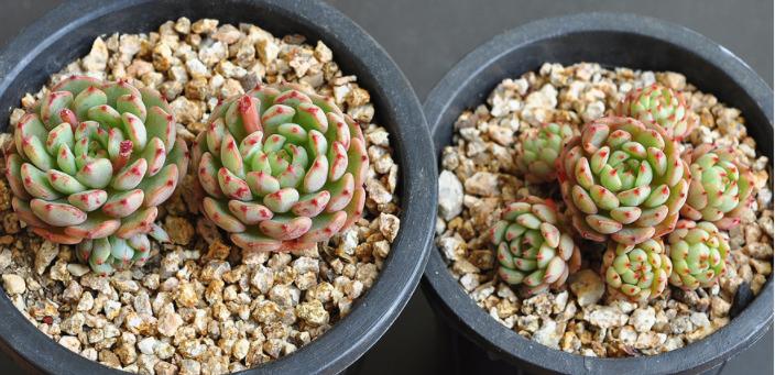 多肉公主艺术造型,韩国画多肉的女孩