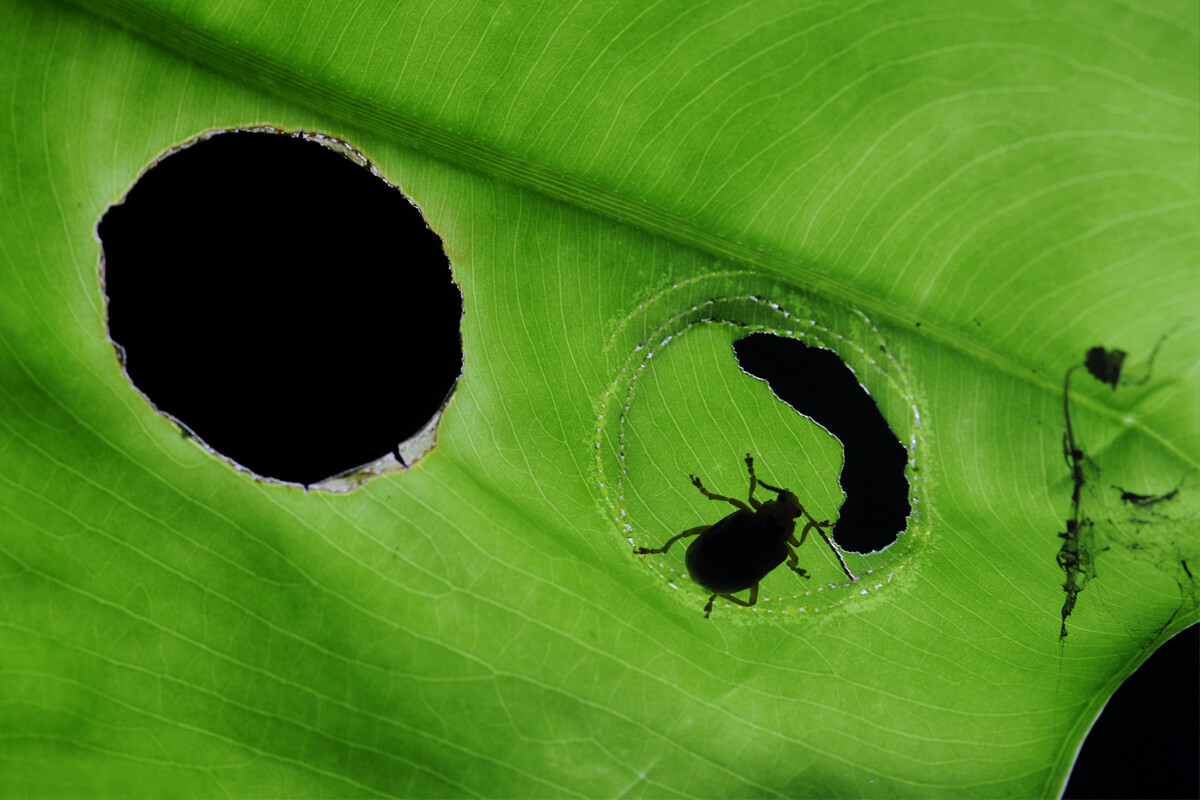 海芋与叶甲,海芋和阿波银叶甲
