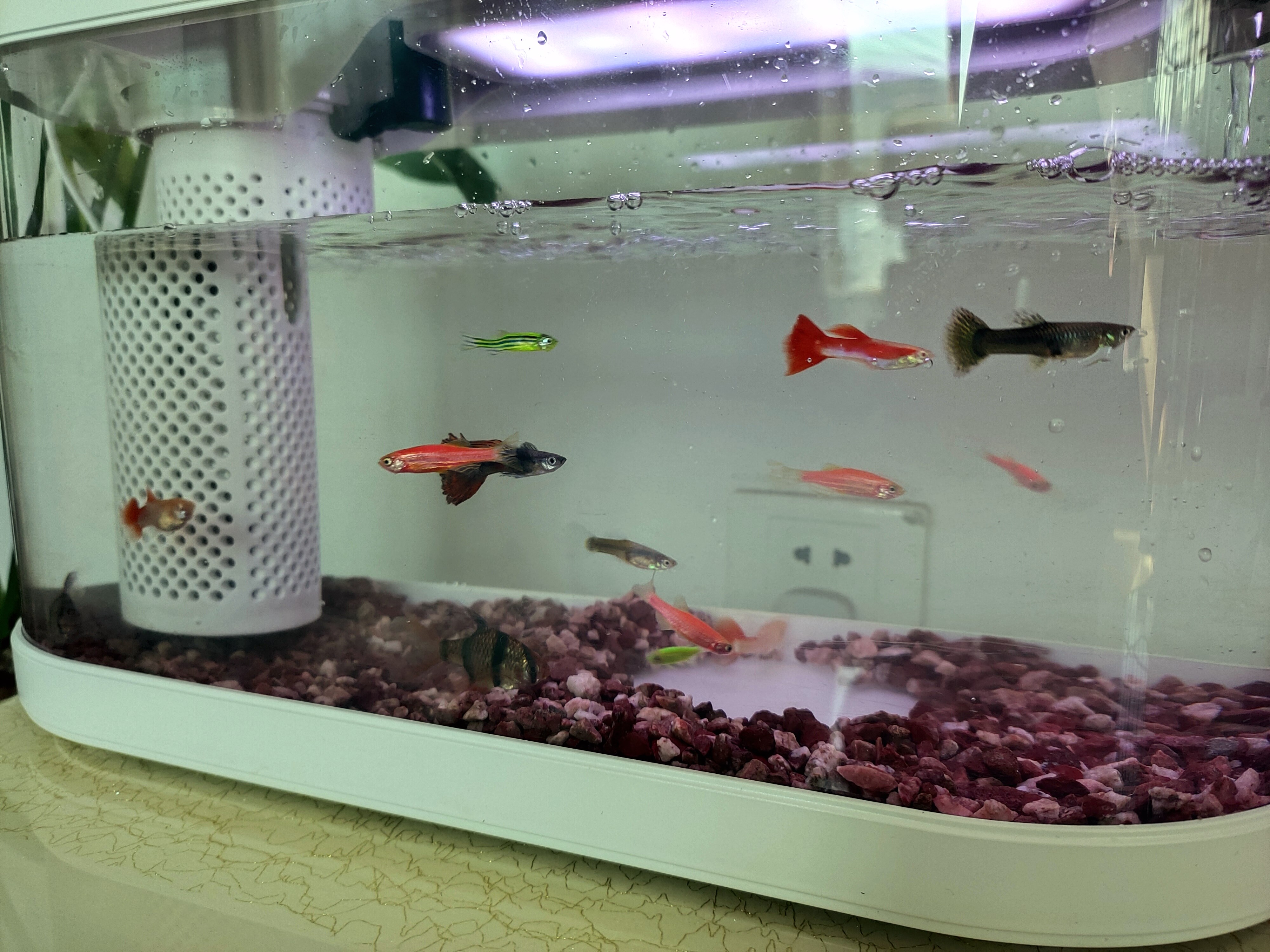 鱼缸养鱼教程图解大全,鱼缸养鱼教程入门图片