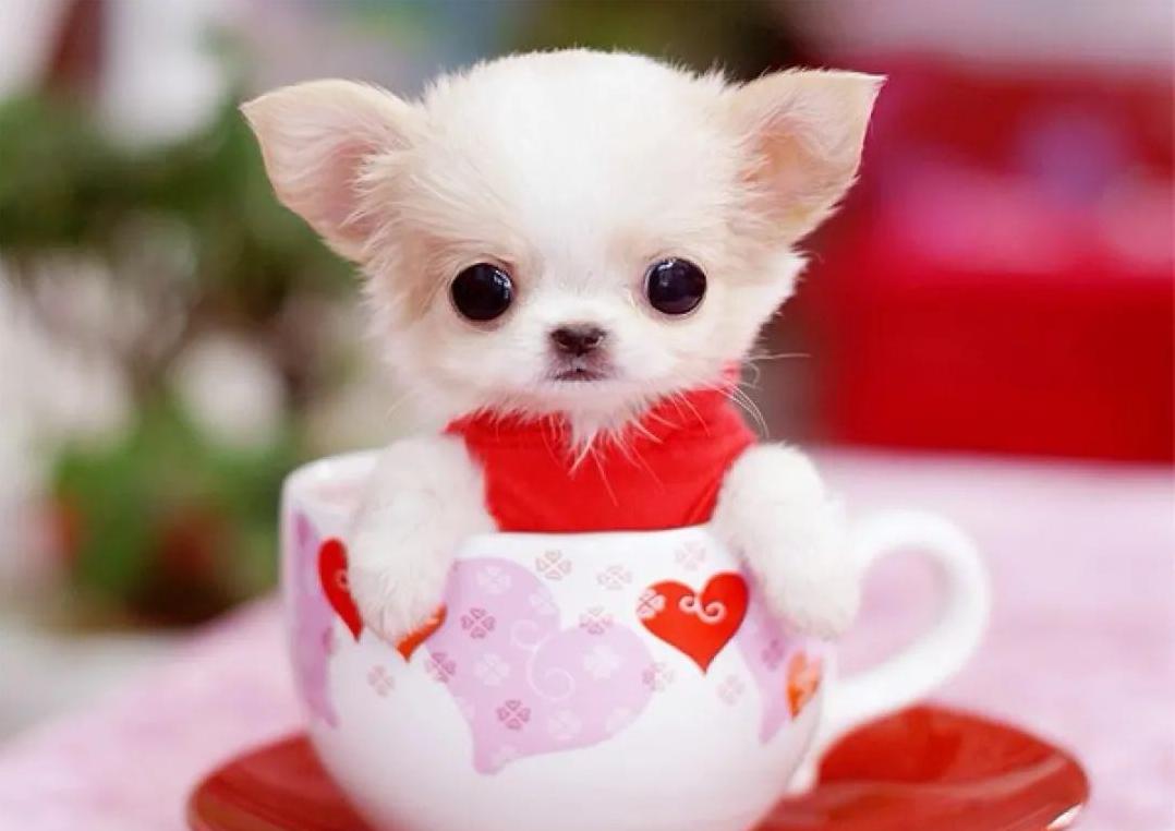 真正的茶杯犬好养吗,超级可爱茶杯犬不流浪了怎么办
