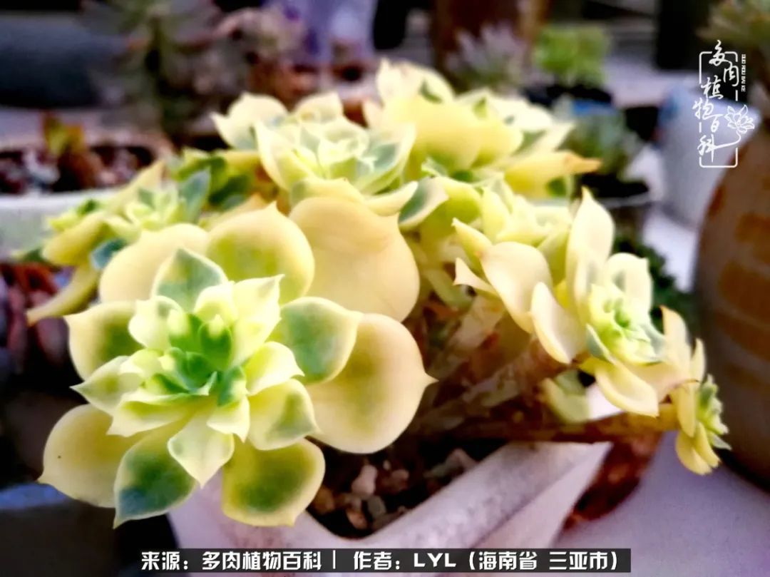 开挂区养多肉,非开挂区怎么把多肉养出状态