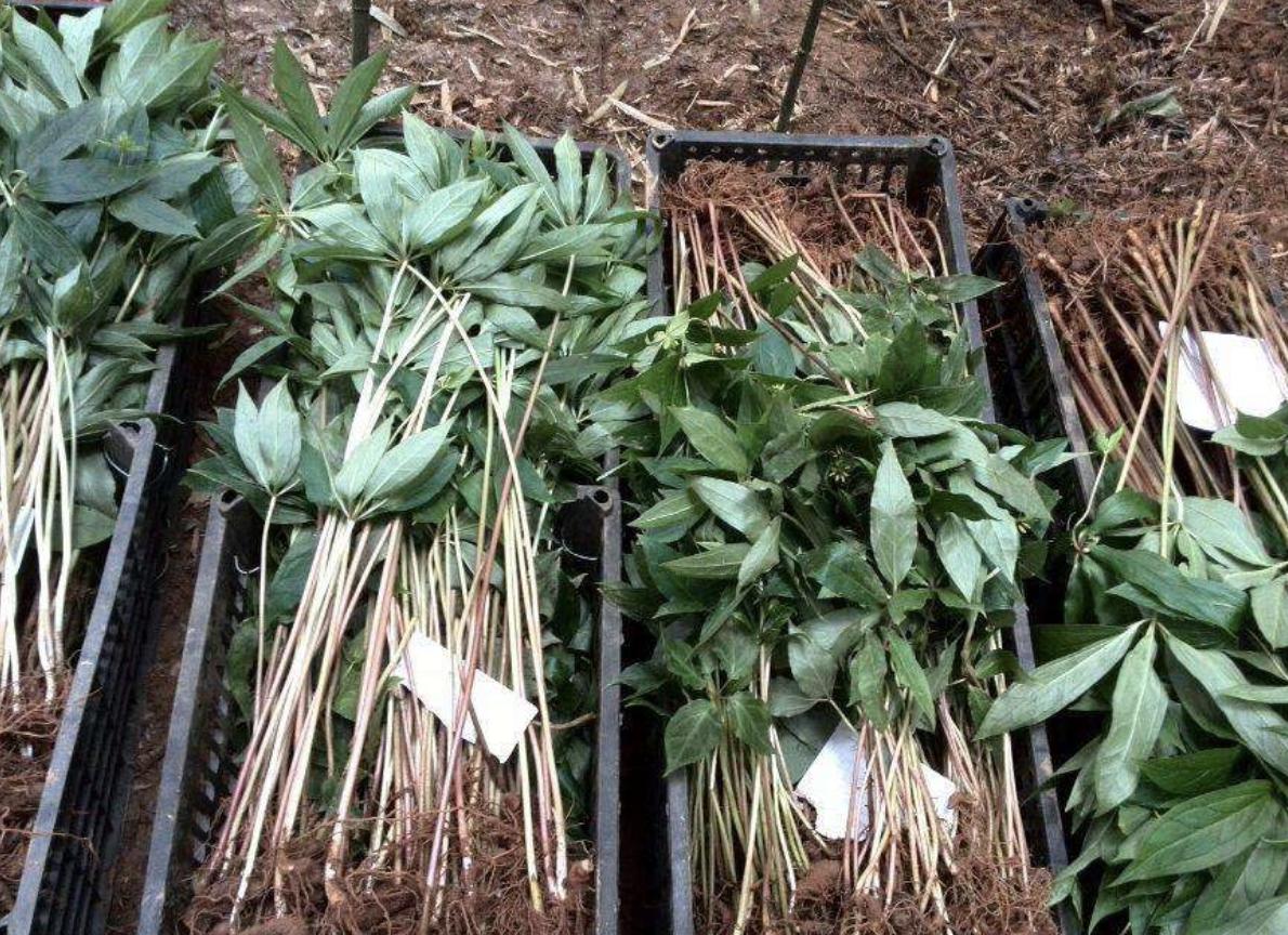 绔规灄閲岄潰绉嶈崏,绔规灄绉嶈崏