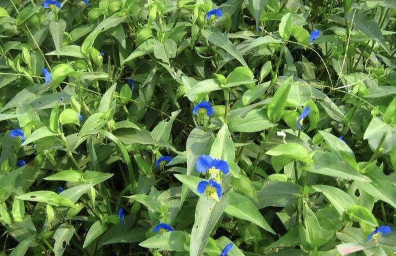 野外的1种杂草,一种野草地下有黑色果子