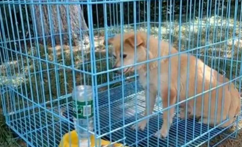 学校狗狗高考被关禁闭,高考被关禁闭网红狗去世