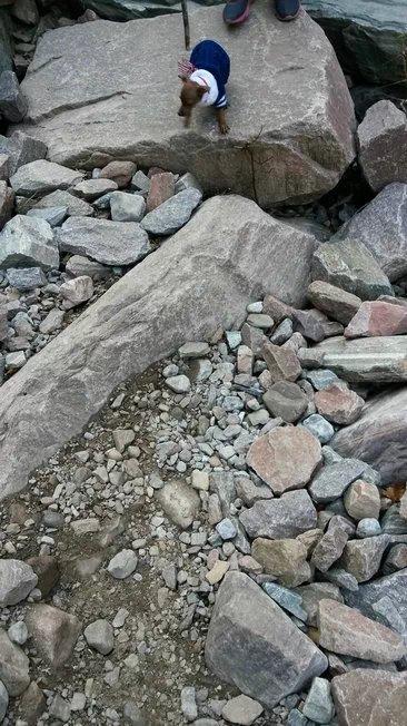 伸舌头的小鹿犬,爱洗澡的小鹿犬