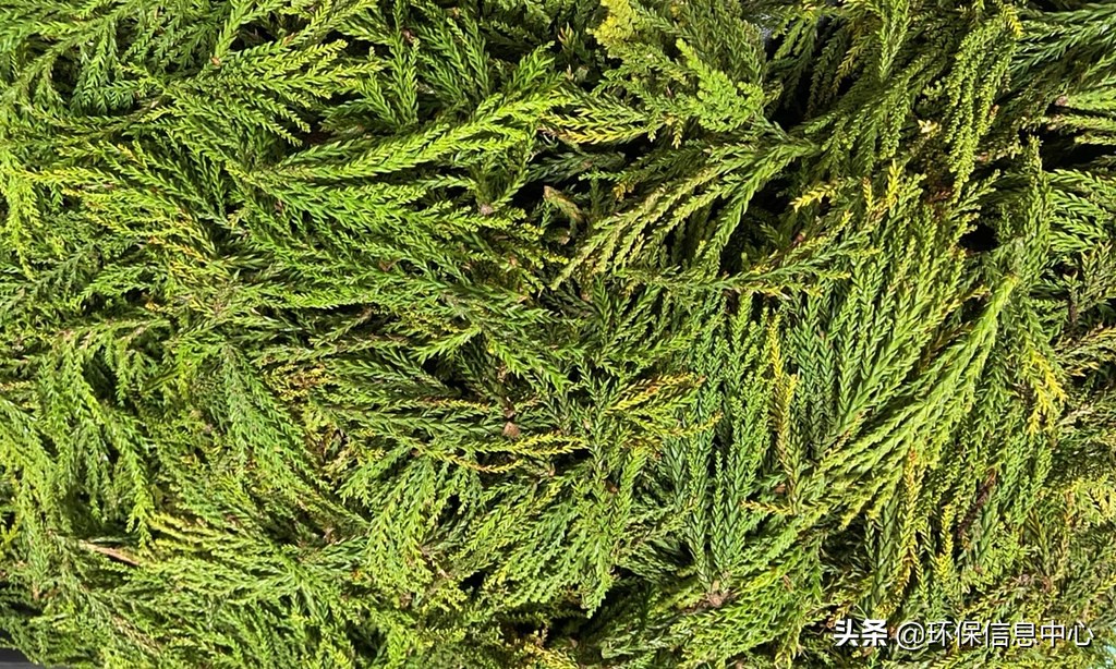 废物防疫农林废料再制成纸香皂台湾杉、马告精油抗菌留香