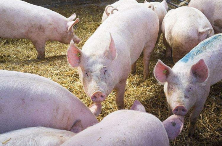 家猪养一年能养多大,猪一直不杀能养到多重