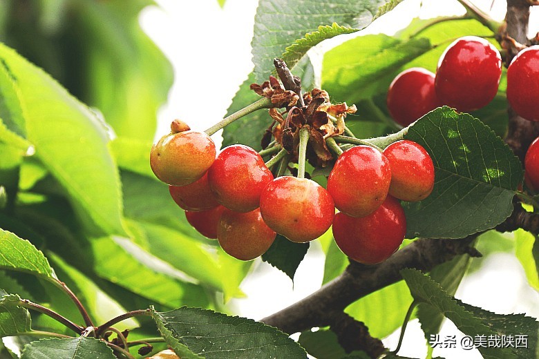 樱桃采摘园西安白鹿仓,摘樱桃西安的去处