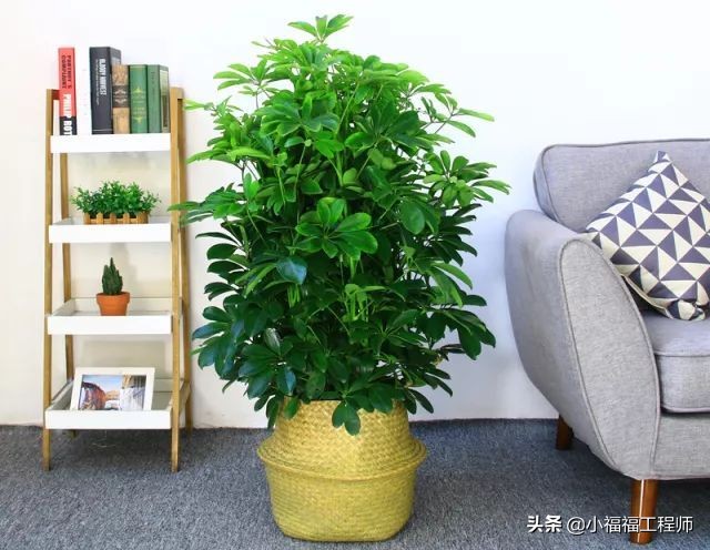 适合孕妇的室内绿植,家里有孕妇房间适合养什么植物