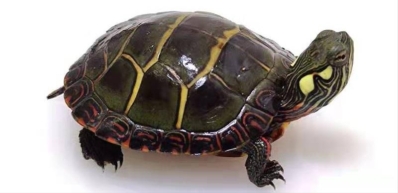 育龟龟粮系列怎么选,头盔龟和巨头龟怎么选