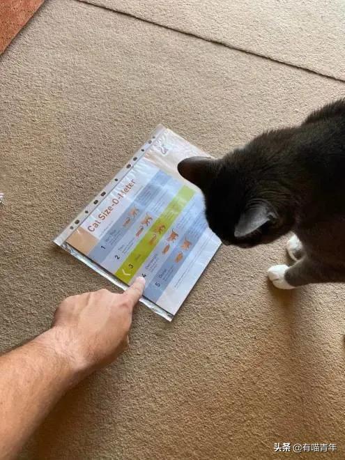 医生说我家猫很有性格,医生说我的猫有点傻