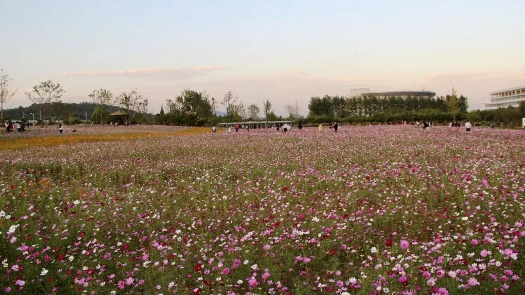 有一种幸福，叫在仙林上大学