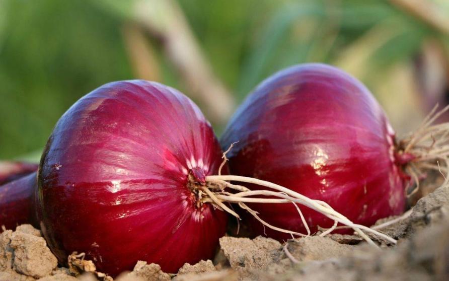 洋葱表皮发硬和表皮发软哪种新鲜,洋葱保存得最好最新鲜的方法