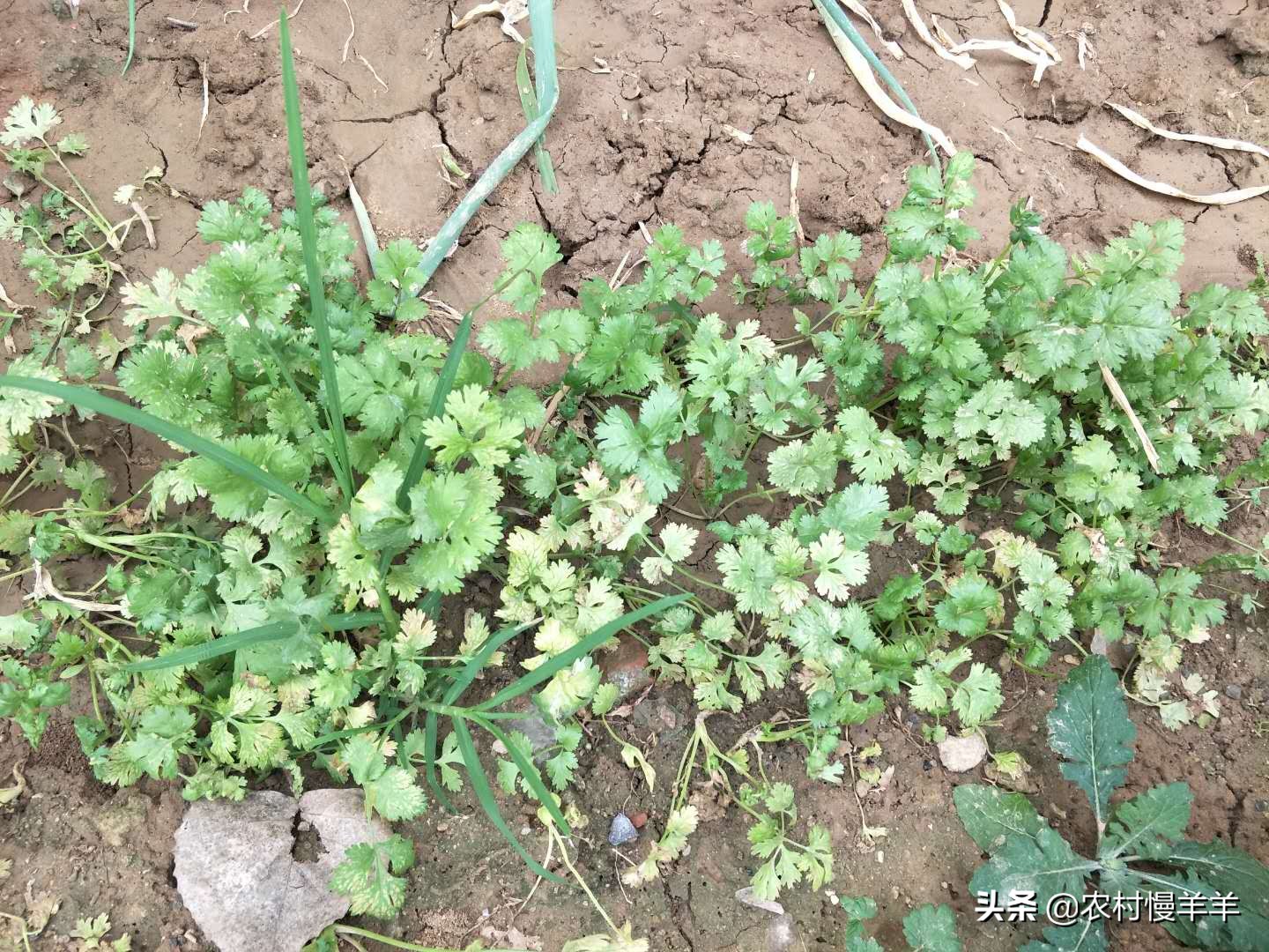 种菜招蚊子怎么办,养花蚊子多用什么办法去除蚊虫