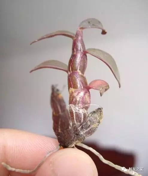 丹霞石斛图片及功效,广东的铁皮石斛是什么样子