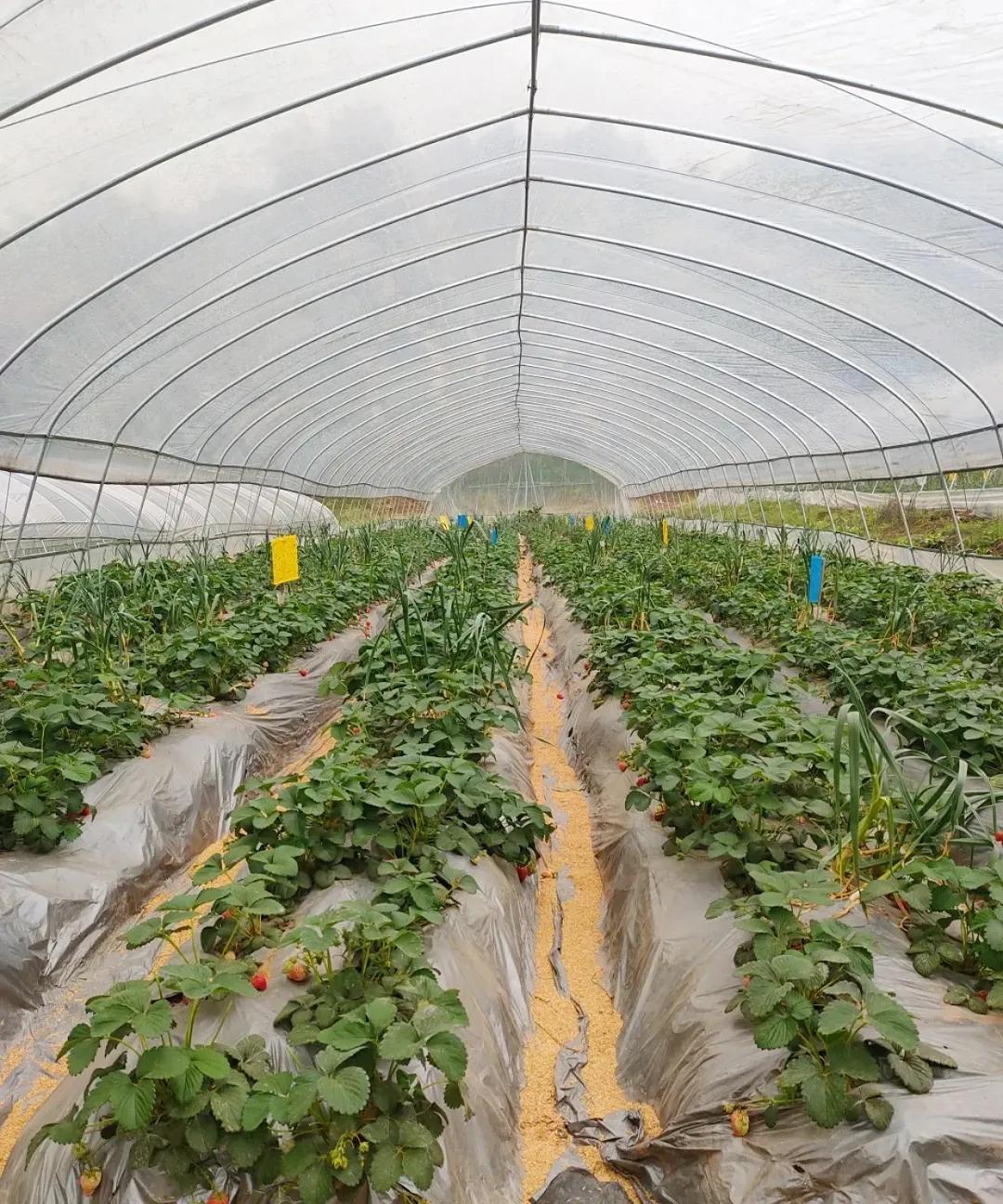 重庆大学城摘草莓的地方,重庆璧山摘草莓的地方推荐