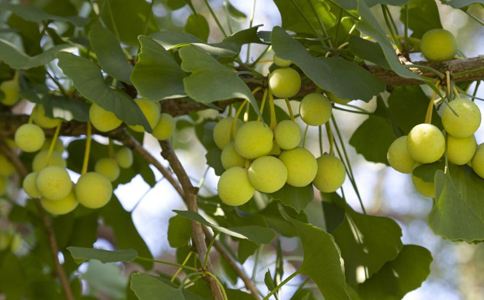 路边的树叶不要捡,银杏树在乡村两旁可以摘吗