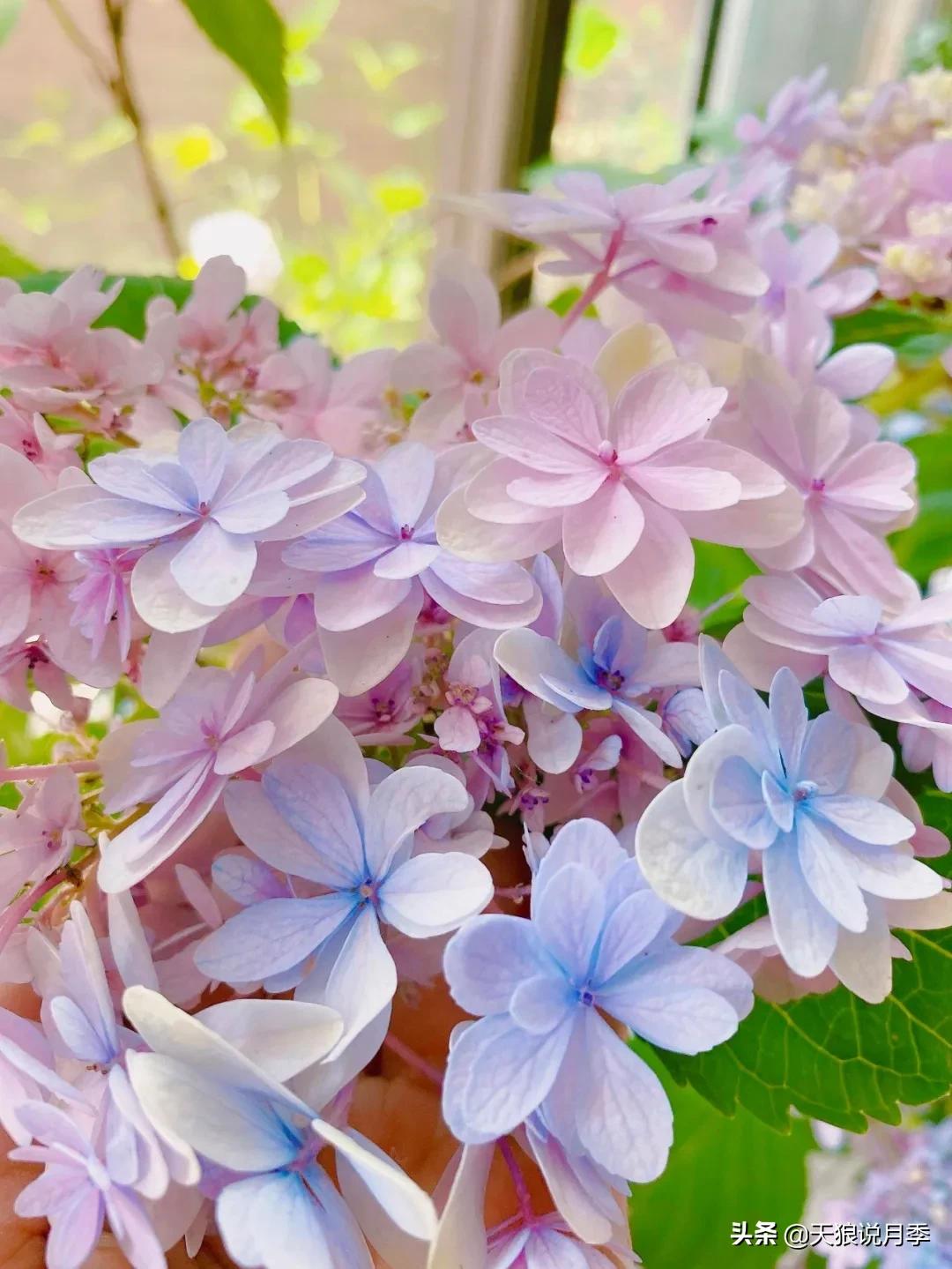 圆滚滚的绣球，瀑布般的花墙，这届花友也太会种花了吧