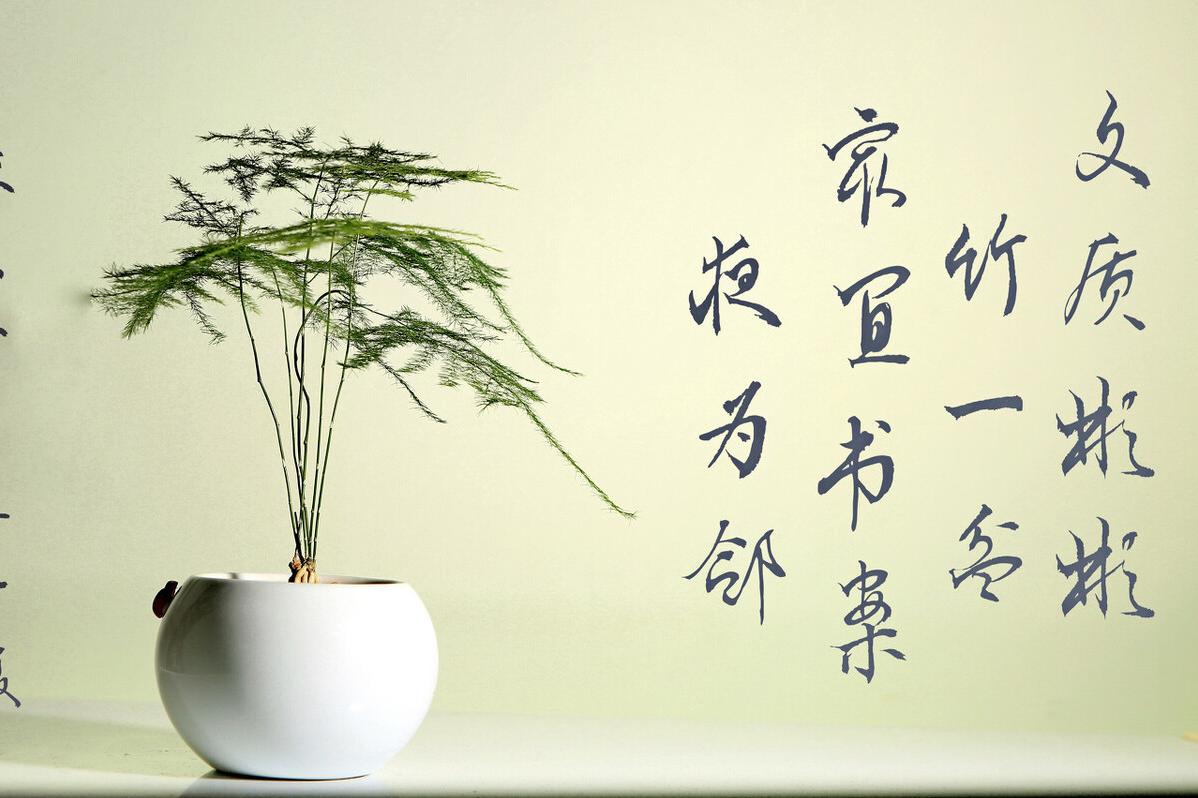 文竹冬天怎么养?学会3点,文竹安全过冬,蹭蹭冒新芽