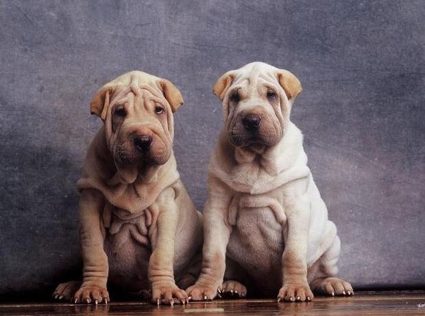 什么狗最粘人温顺,哪种狗性格温顺还会保护主人