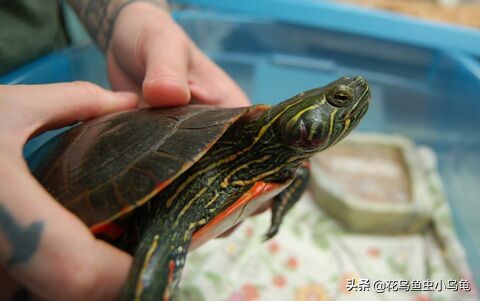 新手养乌龟如何让乌龟吃龟粮,乌龟怕冷吗冬天怎么养乌龟