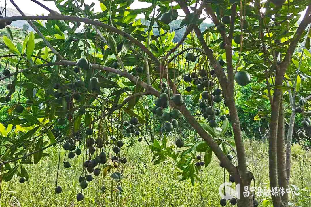 澳洲坚果丰收,单位帮扶农户澳洲坚果喜获丰收