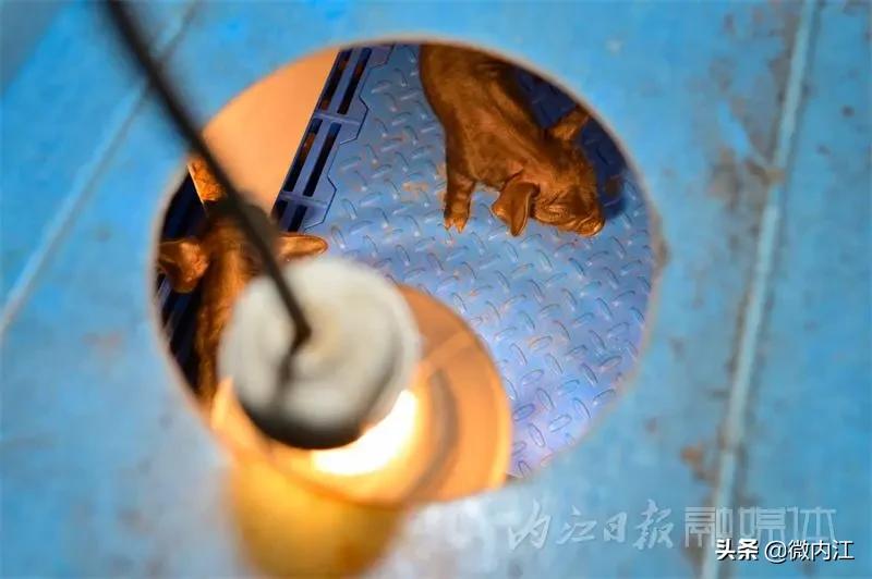 内江黑猪和乌金猪,内江黑猪跟太湖猪是一样吗