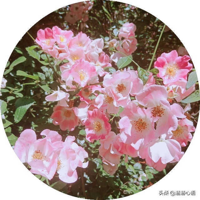 学习ACT六大核心治疗过程