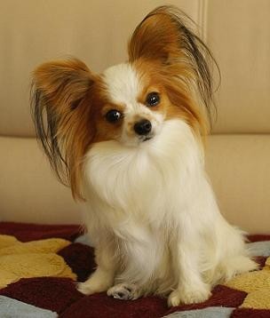 常见狗狗价格排行,狗狗价格以及品种大全