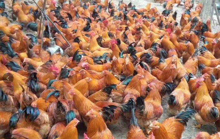 鸡肿头是什么病怎么治疗,鸡肿脸流鼻涕是什么病用什么药